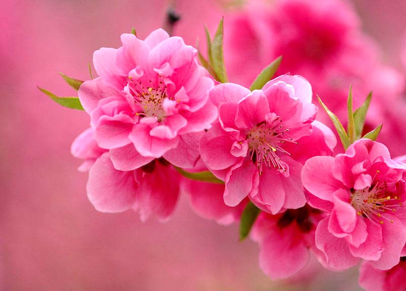 spring